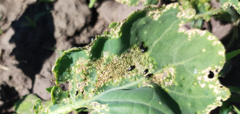 Крестоцветная блошка. Источник: «Щелково Агрохим»