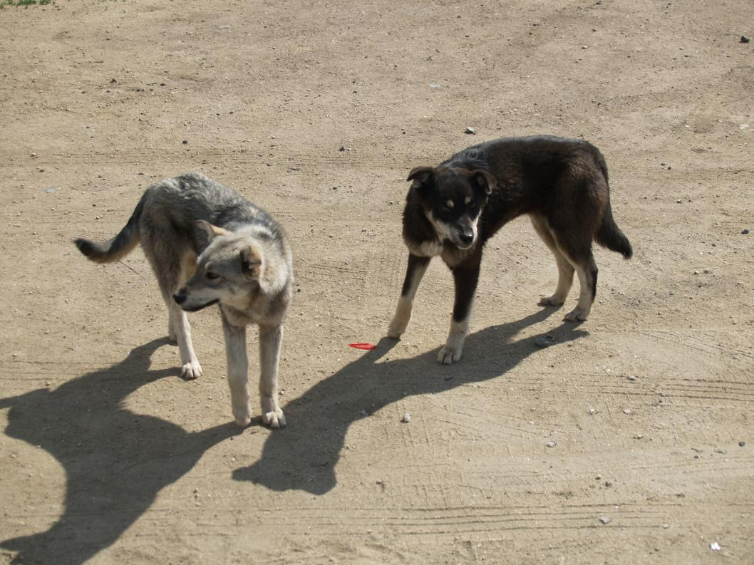 Фото: Виктор Сергеев, ИА "Тюменская линия"