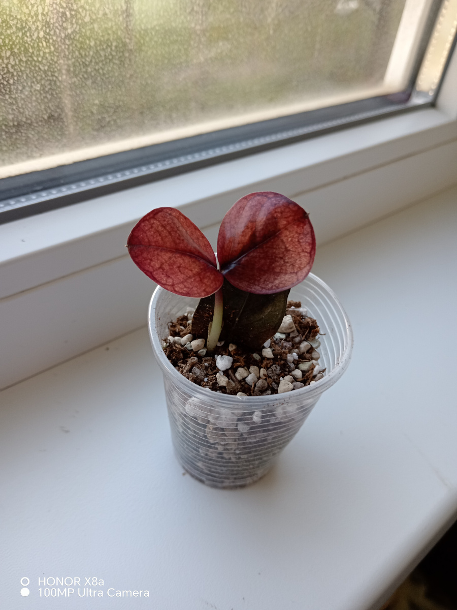 Замиокулькас 