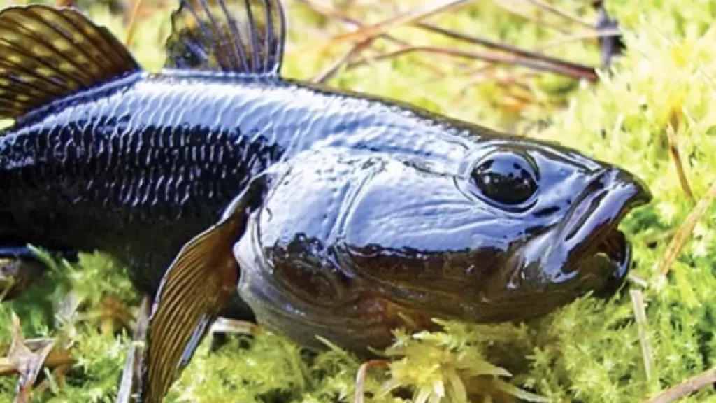 — До ближайшего водоёмчика не подкинете, уважаемая уточка?