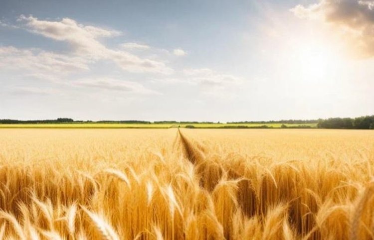    Фото: Медведева Анна, AgroXXI.ru