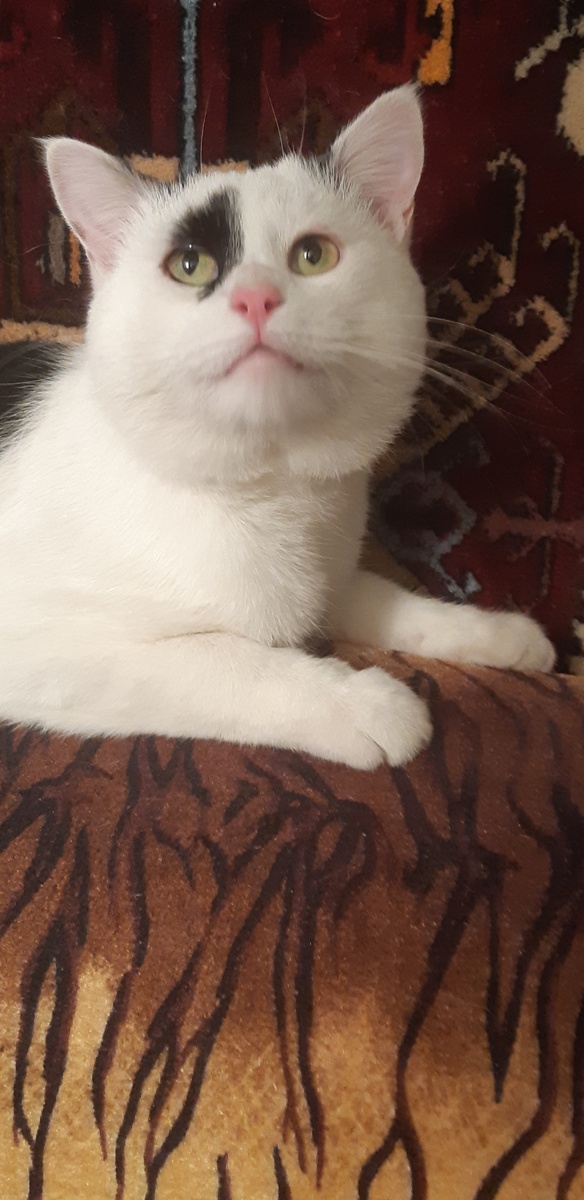 Баобабочка, я тебя поймаю!