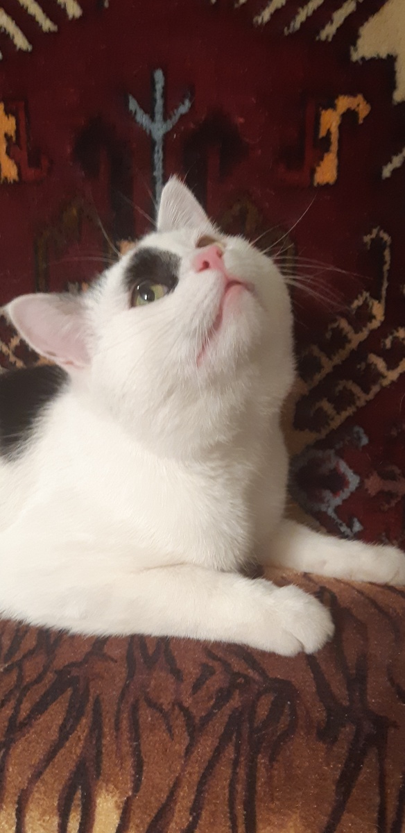 Я слежу за тобой, баобабочка!