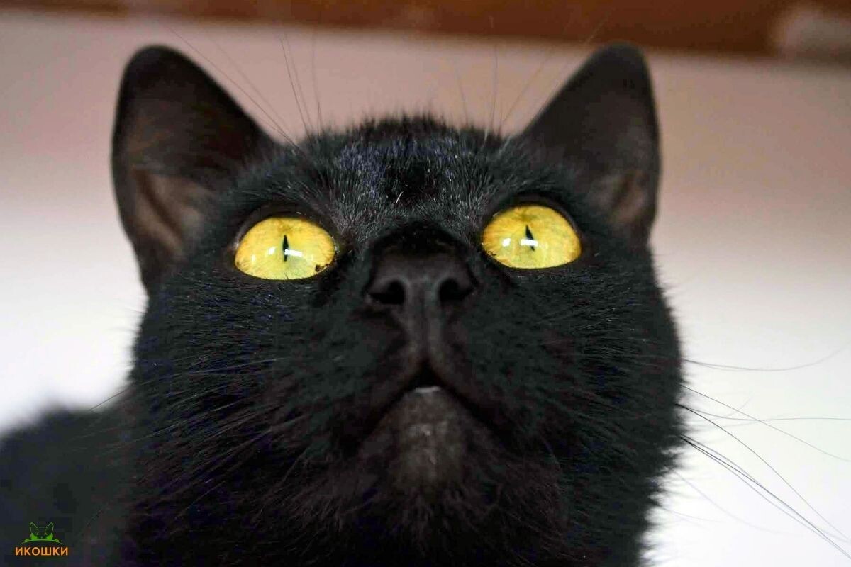 Почему у чёрных кошек жёлтые глаза 