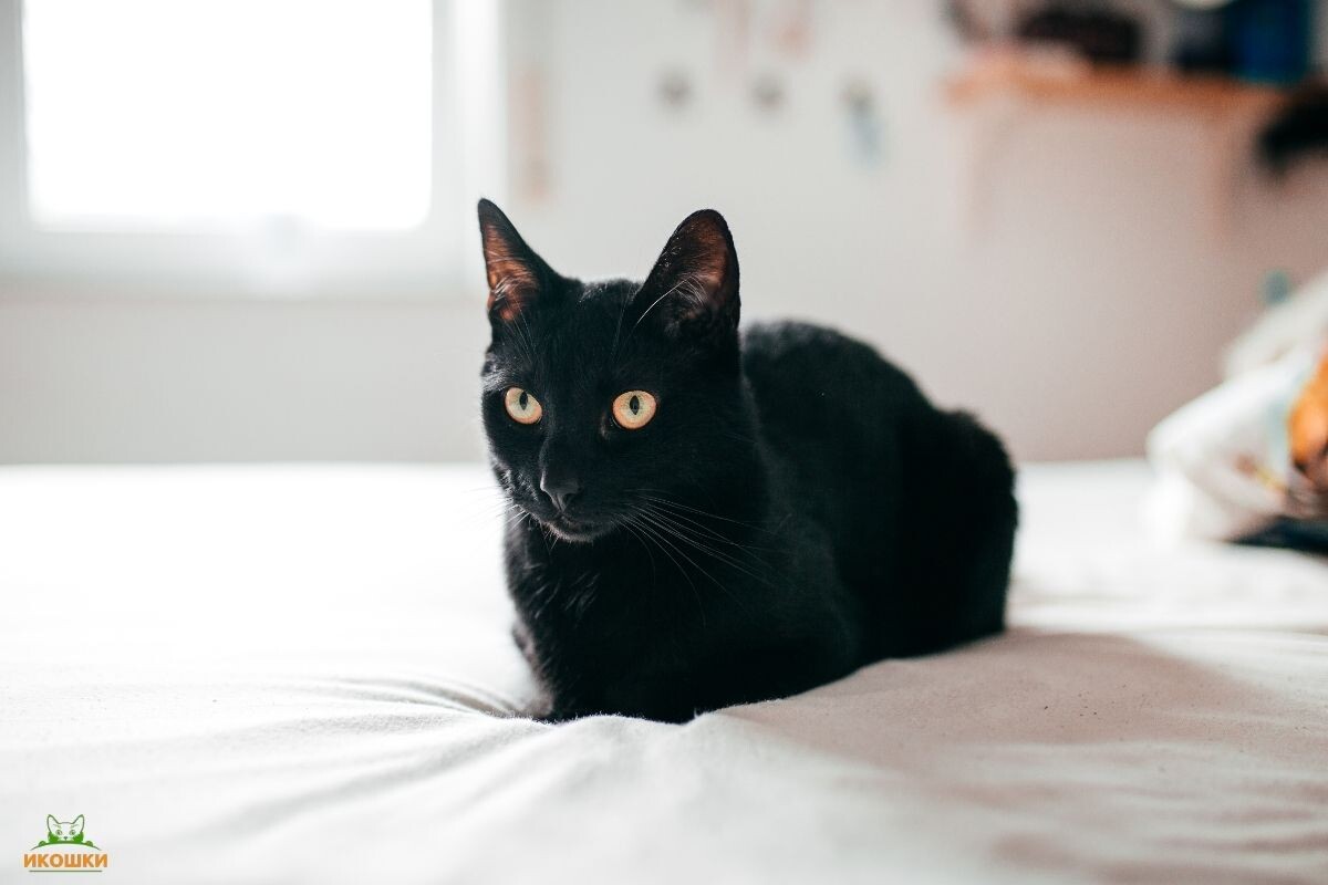 Бомбейская кошка 