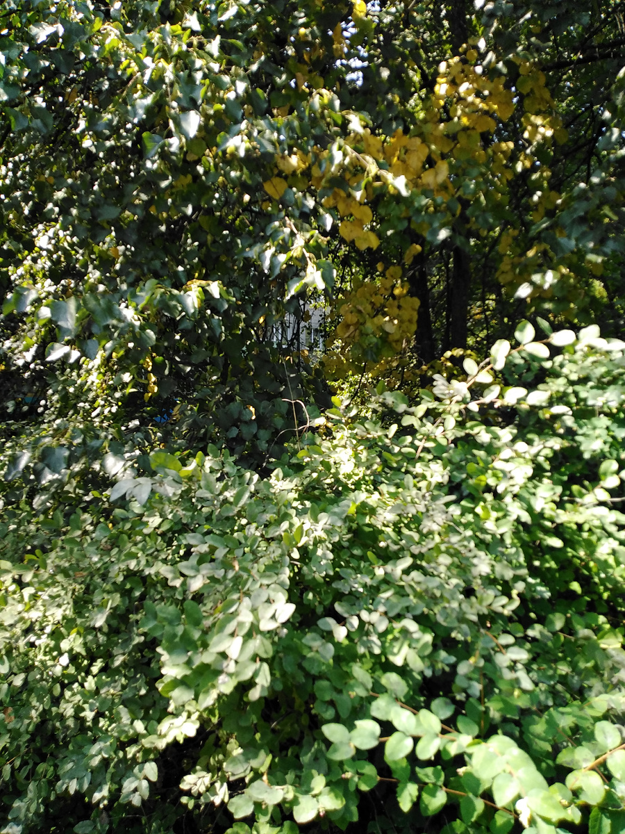 Липы  "капают" сладостью. Все блестят и асфальт мокрый.. 