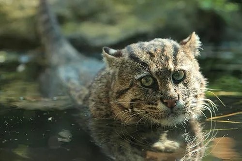 Вот этот симпатяга. Фото, естественно, не моё. Из открытых источников. Сама по мангровыми лесам не выслеживала😄