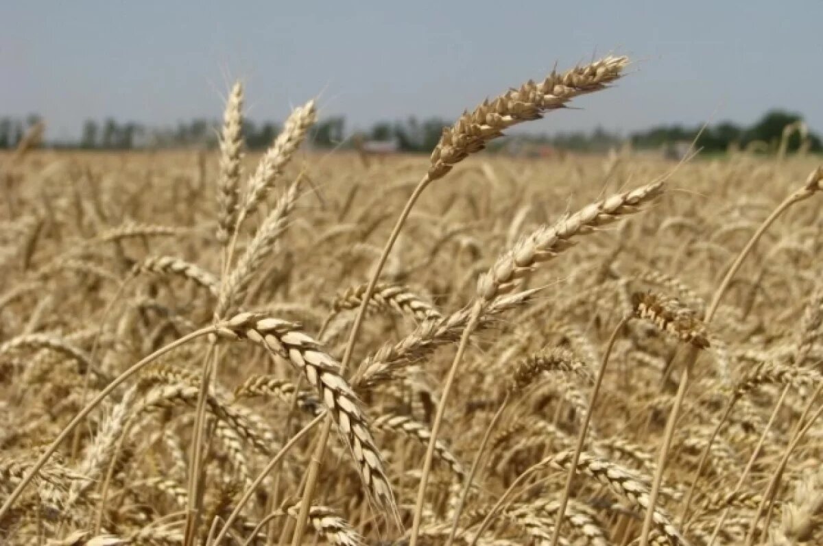    В Омской области начали уборку озимых раньше срока