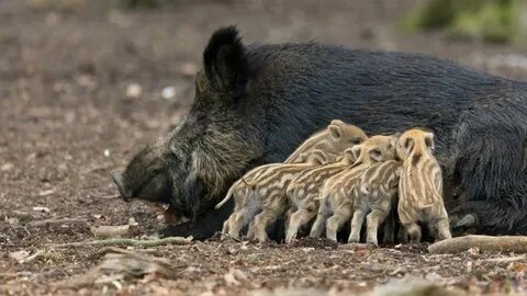 Уже в недельном возрасте каждый кабанчик имеет свой собственный сосок