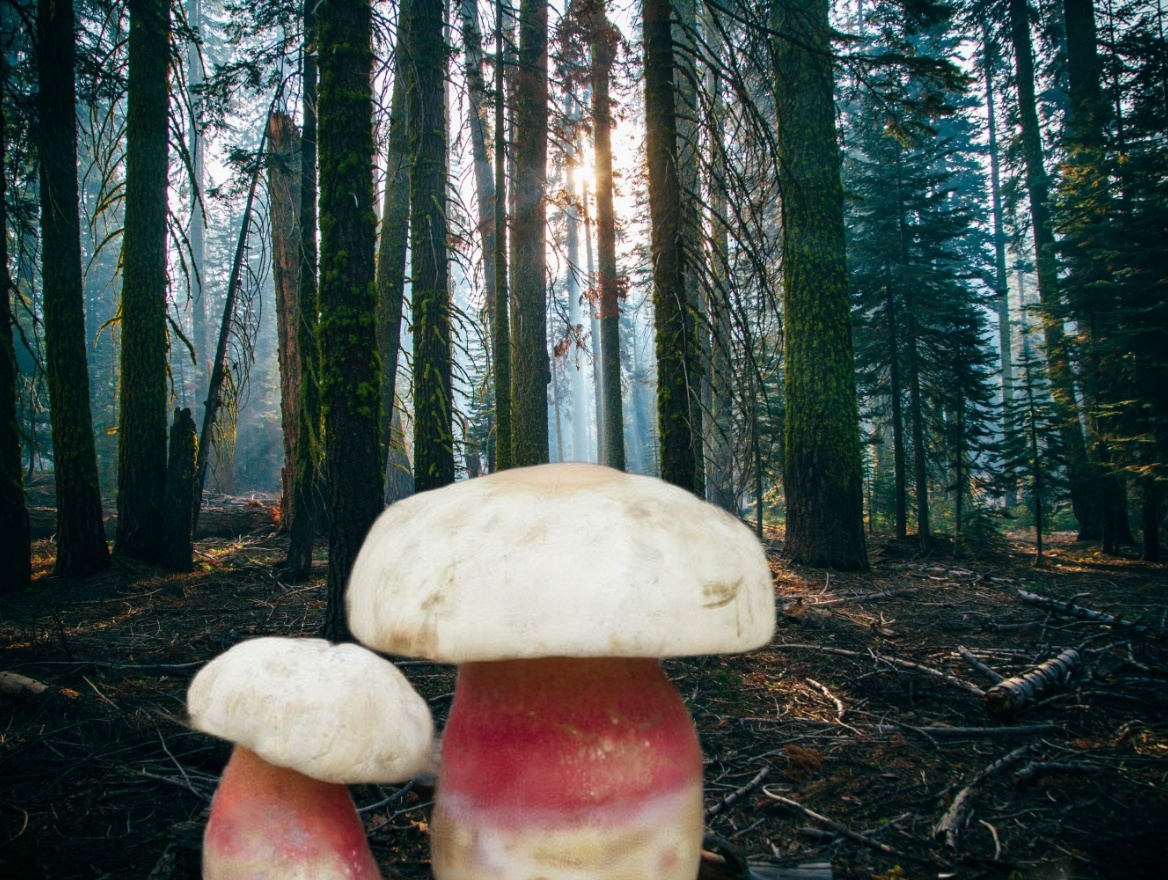 Опасный ядовитый гриб, не путать с белым.