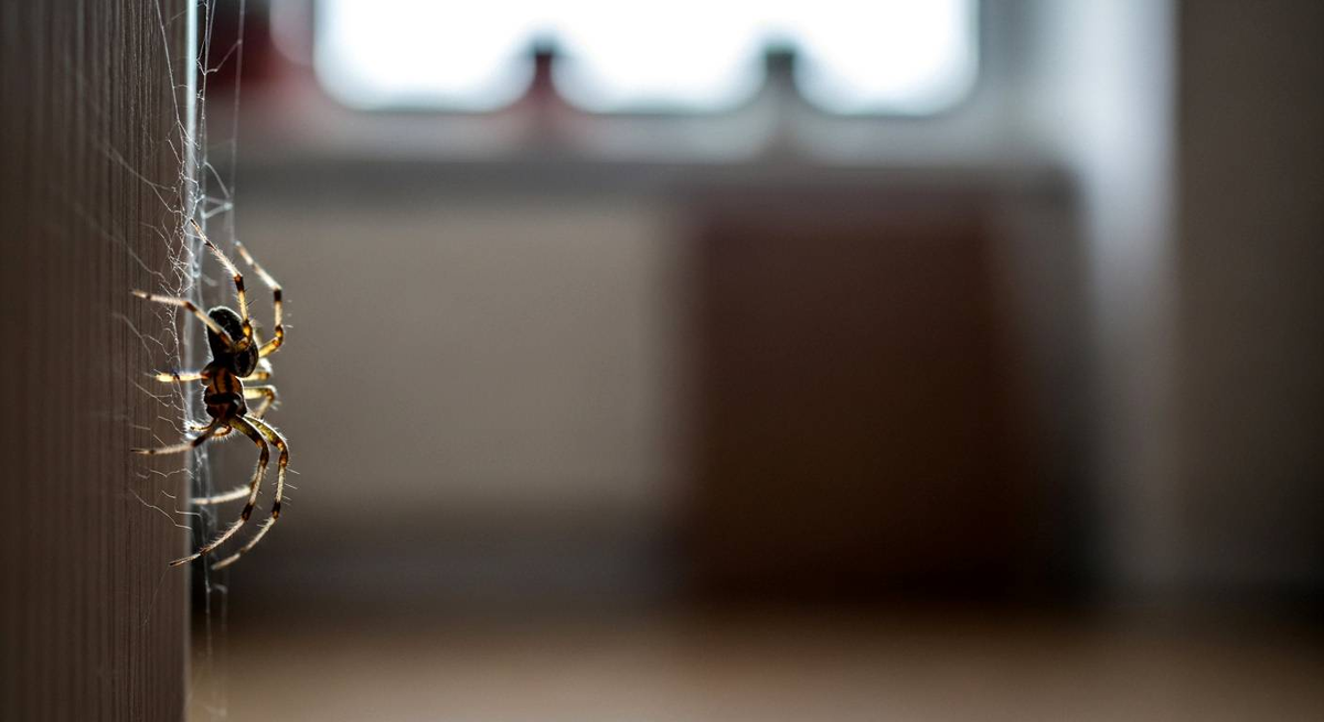 Почему нельзя убивать пауков в доме