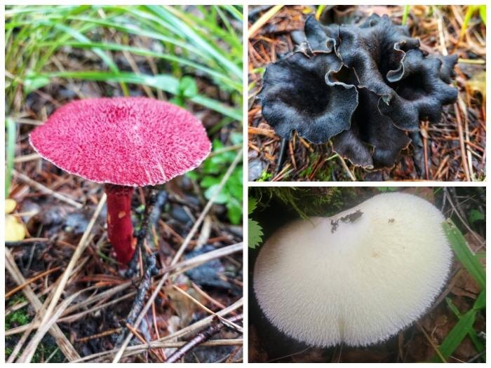     Фото: сообщество «Уральский ЯжеГрибник»