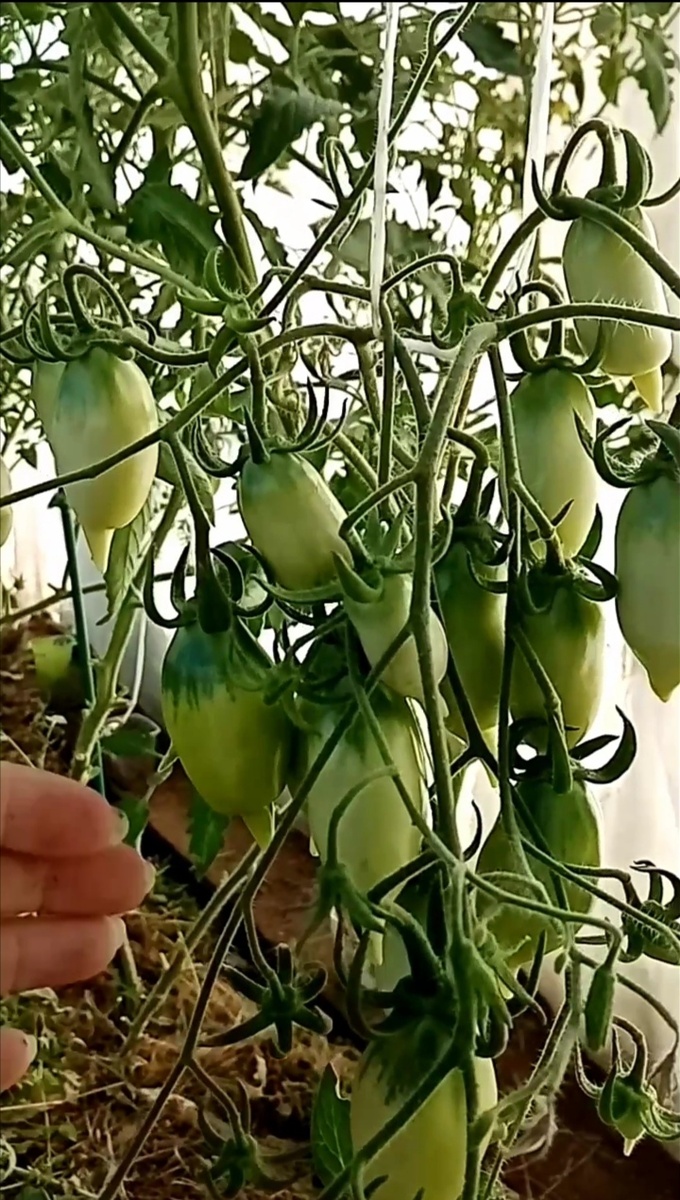 томат "Цыпочка" в июле/фото автора 