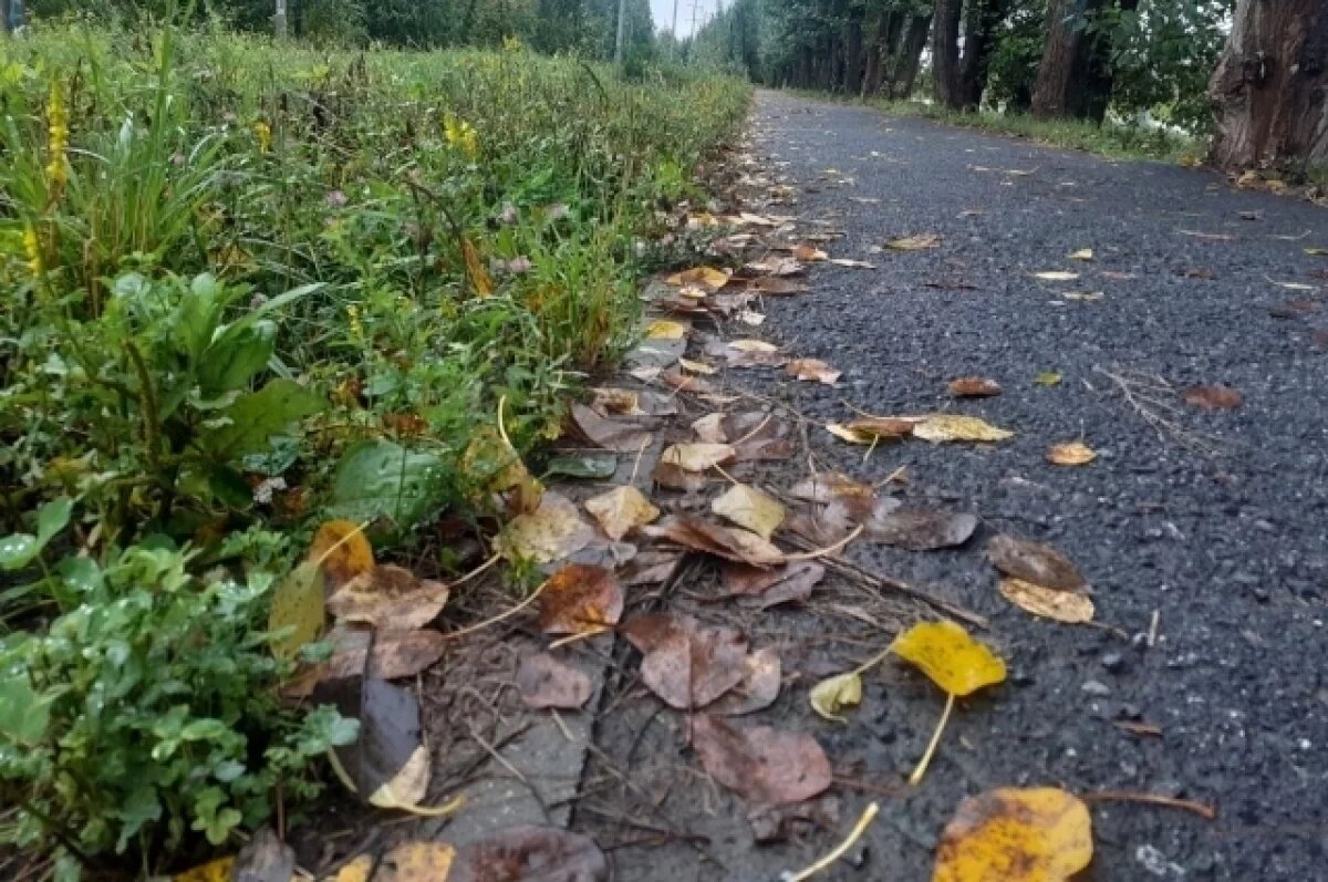    Эколог Чикин предрекает учащение листопадов летом из-за аномалий в природы