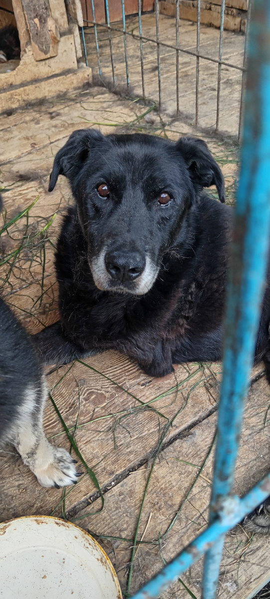 У Ричика после удаления опухолей всё хорошо, аппетит вернулся!