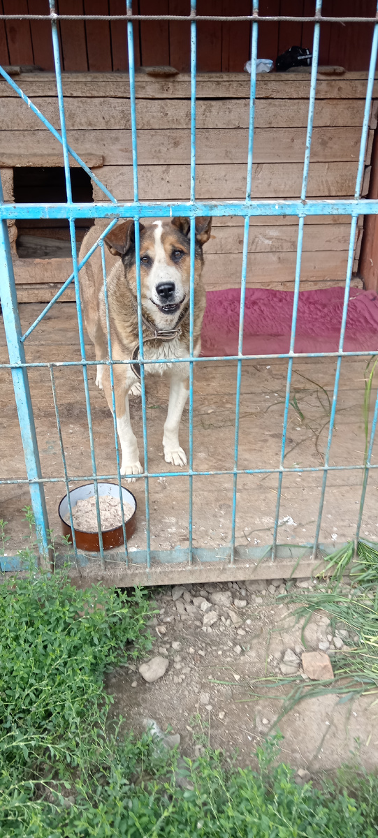 Бося продолжает лечение