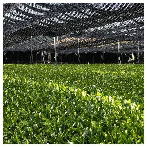 Затенение (кабусэ): за 3-4 недели до сбора кусты укрывают сетками или соломенными матами, блокируя до 90 % света; растения накапливают больше хлорофилла и L-теанина, что придаёт будущему порошку яркий цвет и сладковатый умами-вкус.