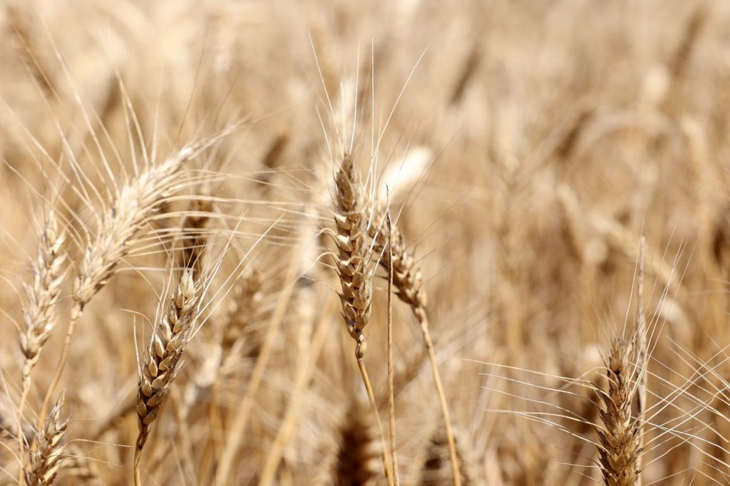    Фото правительства Ростовской области Диана Огнева