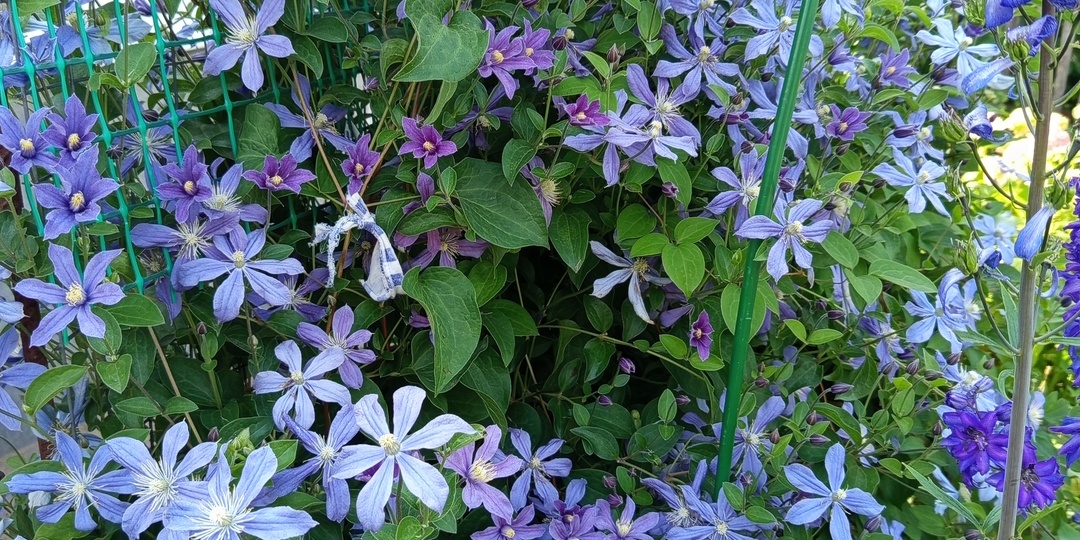 Как звезд на небе: подкормка стимулирующая цветение клематисов