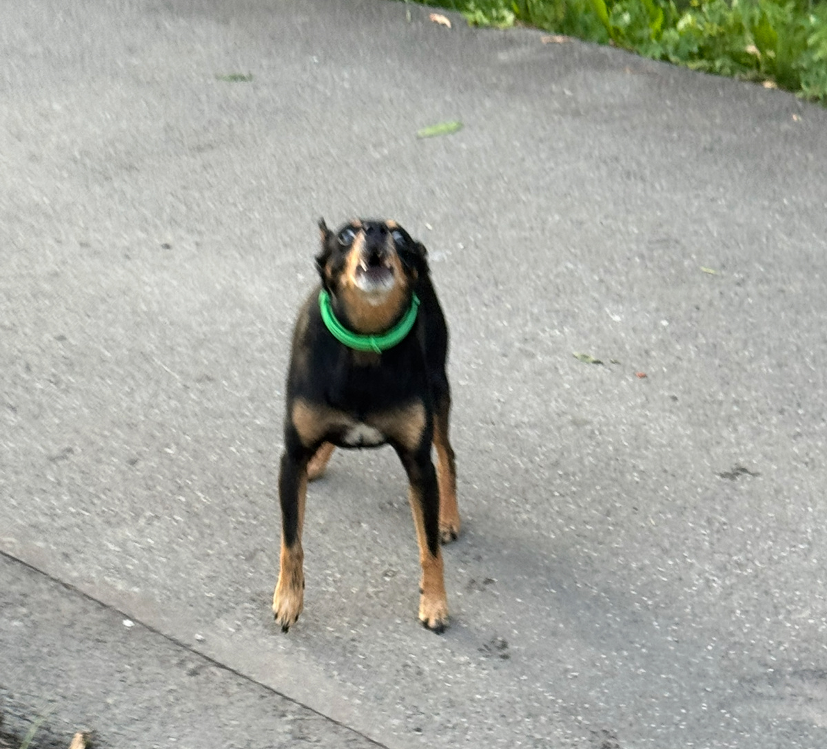 Вчерашняя собака облаяла автора на разминке. Мелкие они все противные.