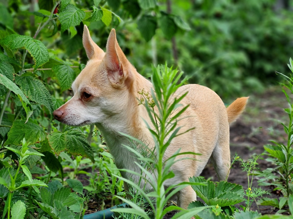 Петр в лесу, 3 года