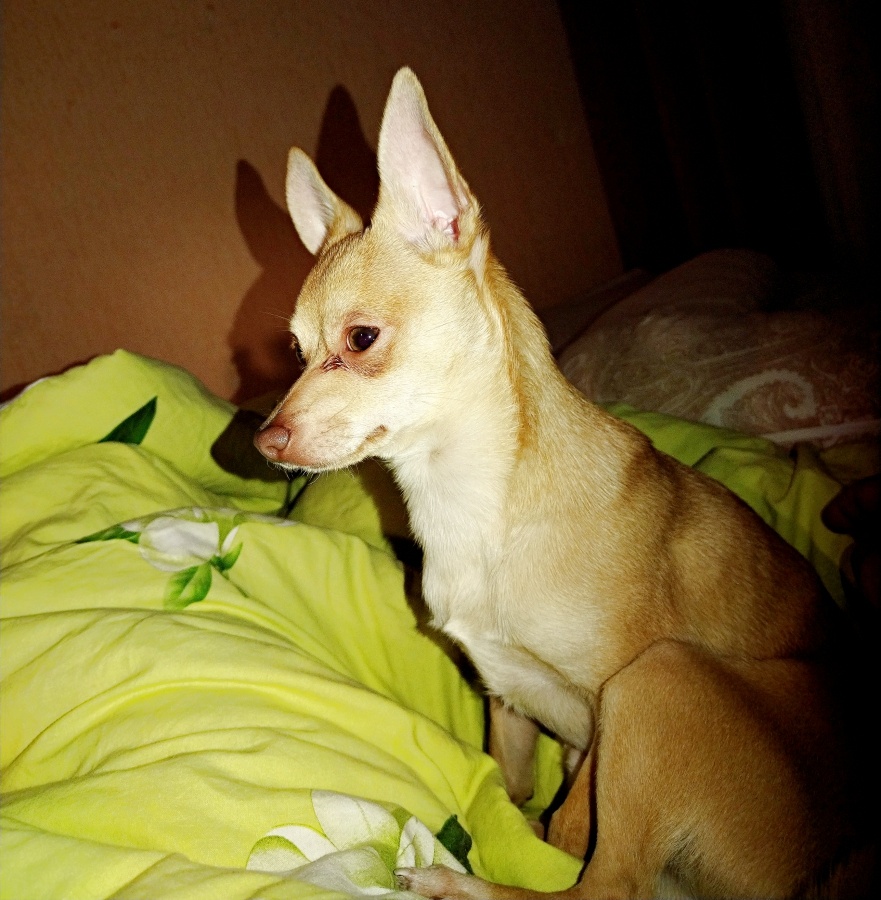 Пете 1 год, маленький, нежный и очень умный пес