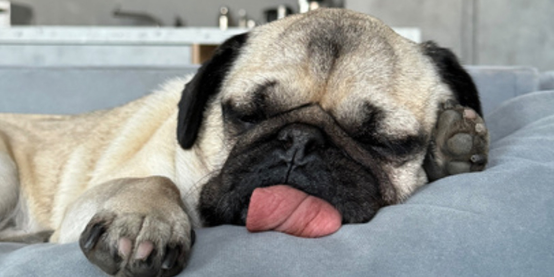 Собакам тоже нужен отдых: почему не стоит таскать их с собой везде👀