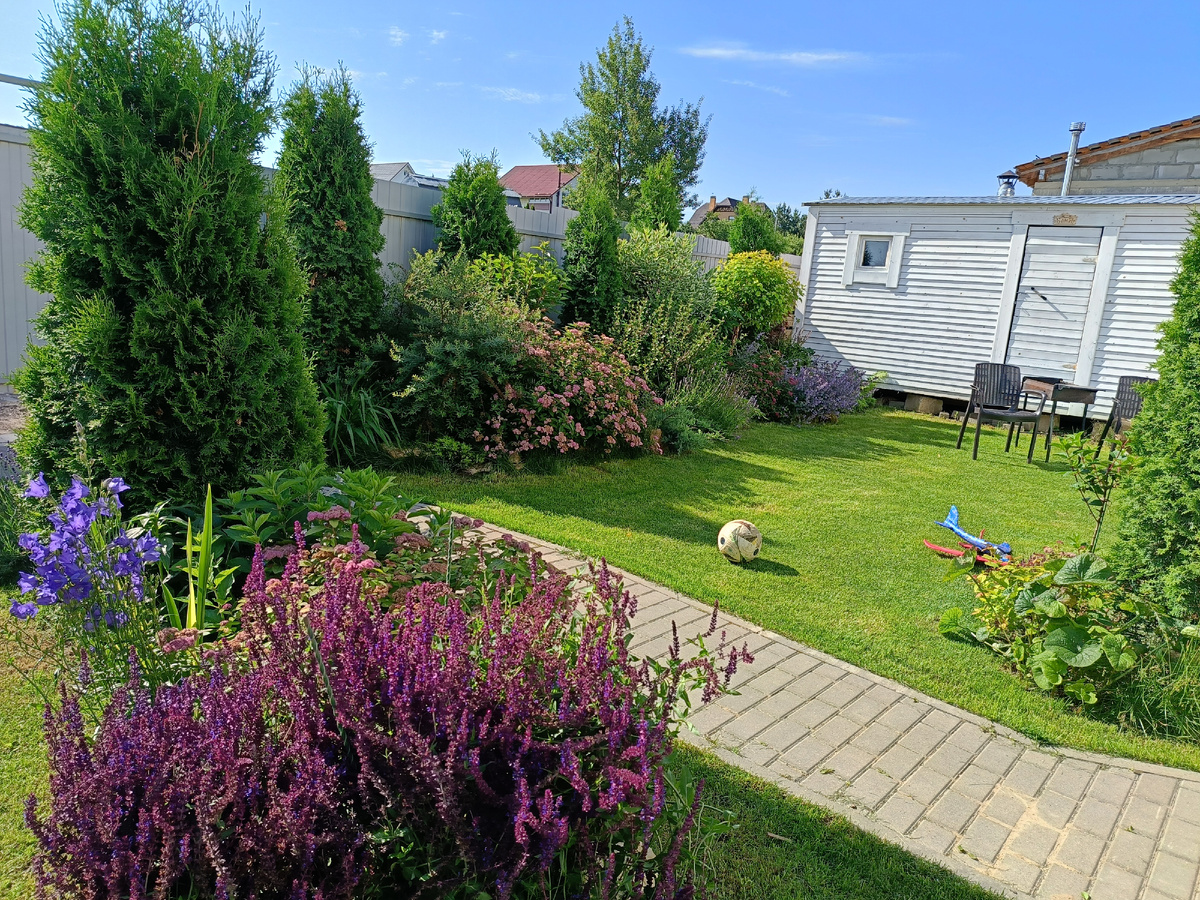 Сад автора, шалфей дубравный Дварф Блю Квин