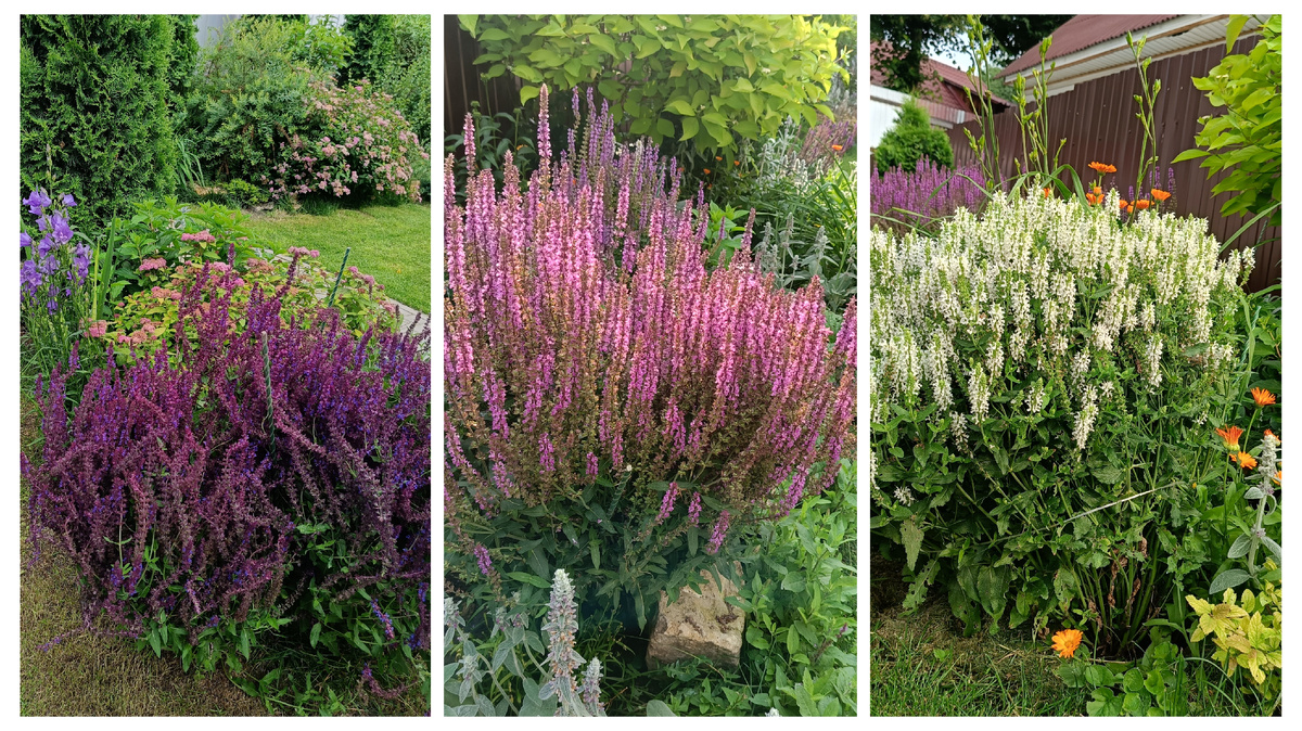 Сад автора, Шалфей