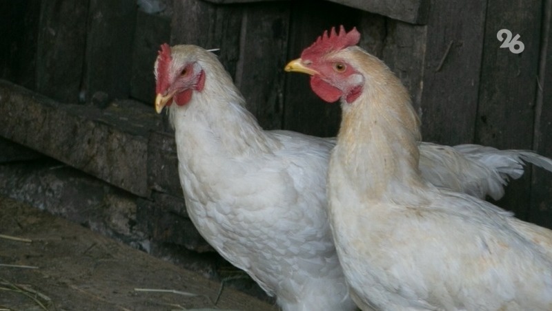    На предприятии установлено новейшее оборудование для содержания кур-несушек и молодняка Фото: ИА «Победа26»