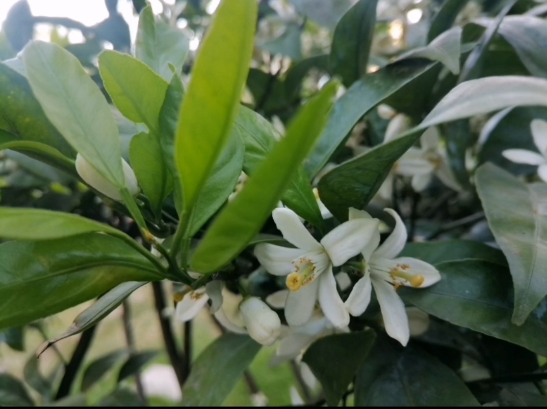 Мандарин цветет