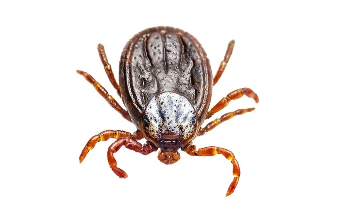    Клещи разносят новый вирус - «брата» энцефалита