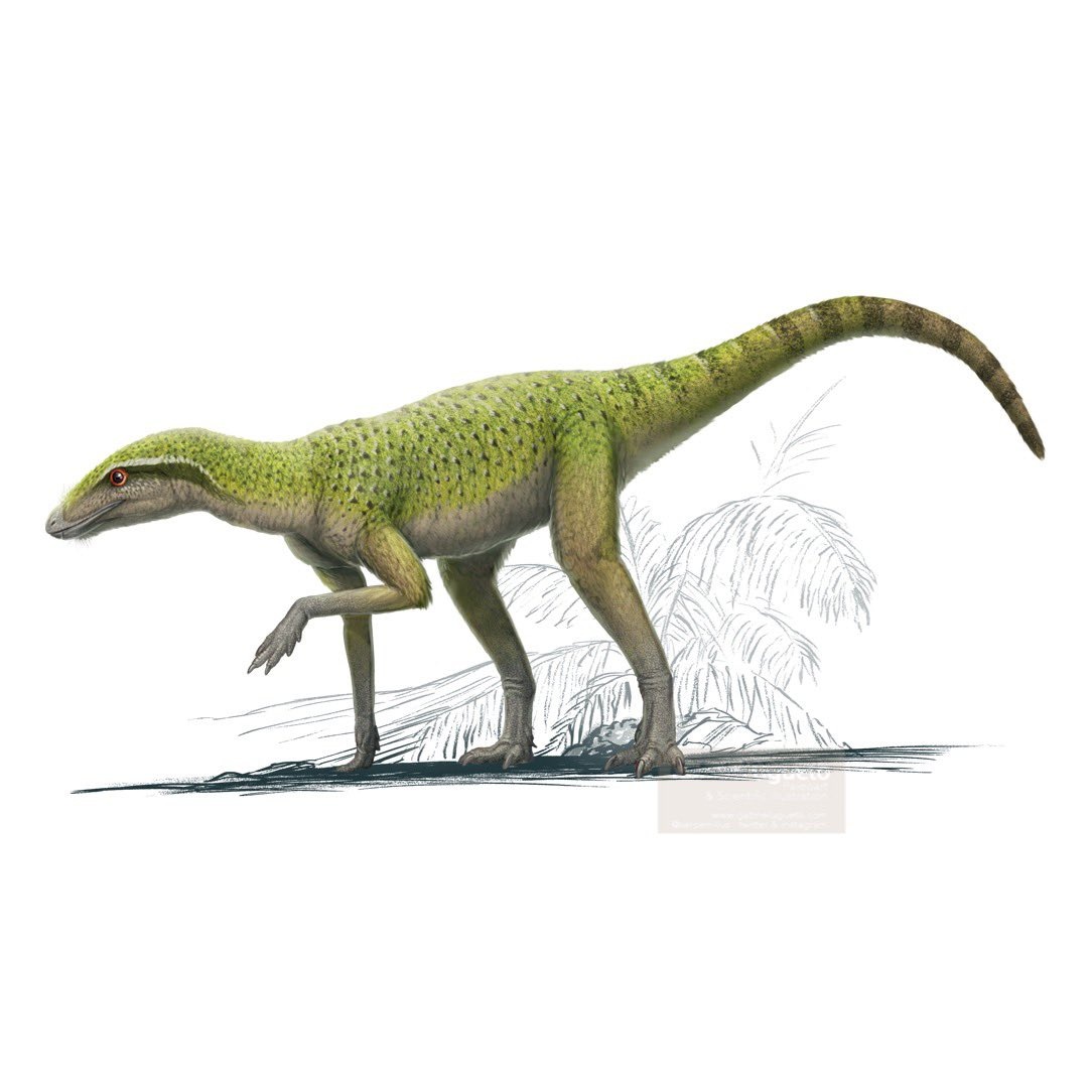 Эоцелофизис от Габриэля Угуэто.