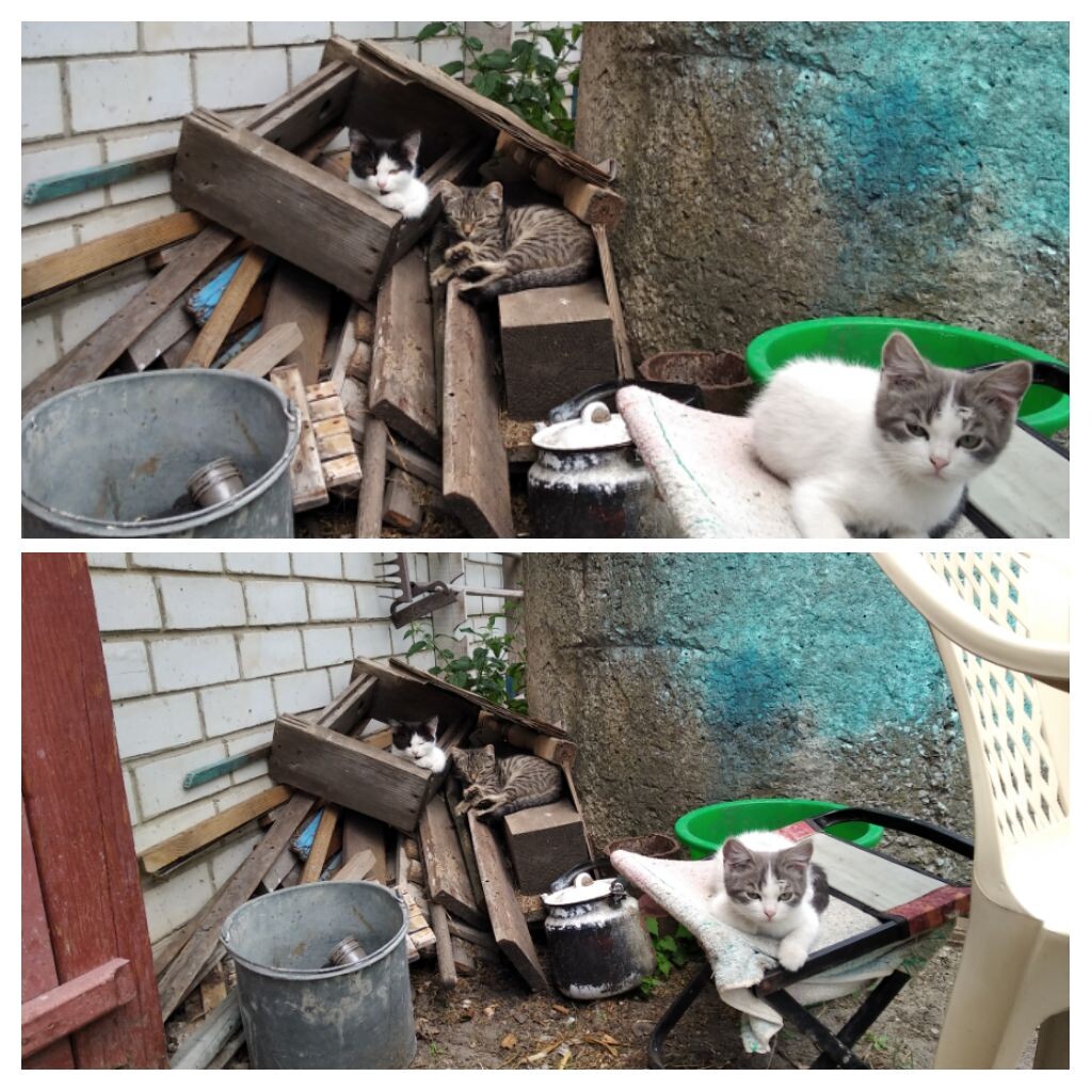 Главные трудоголики, отдыхают в жару.