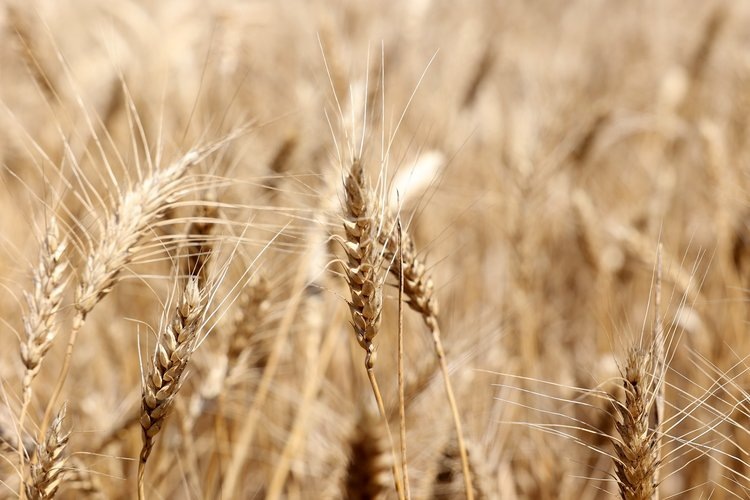    Фото: Правительство Ростовской области