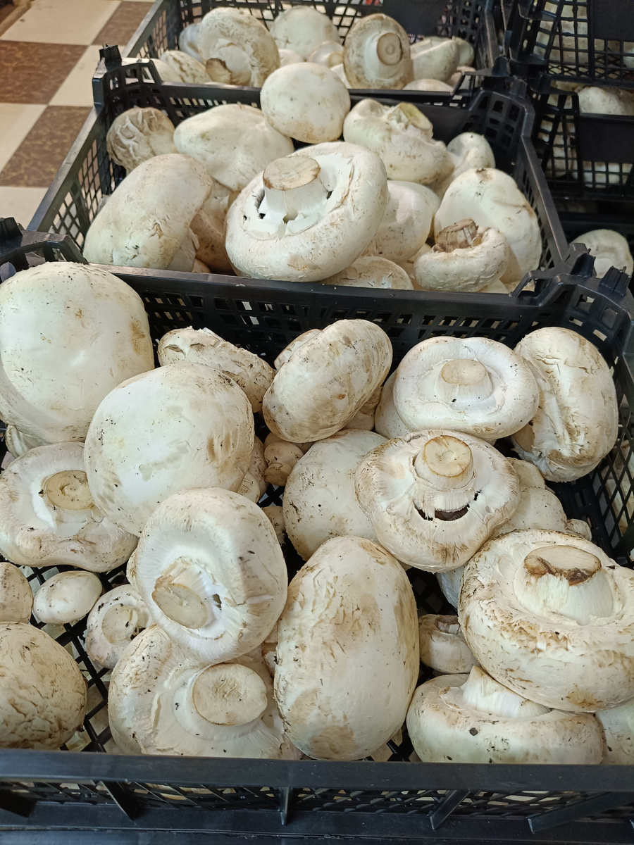 Шампиньоны