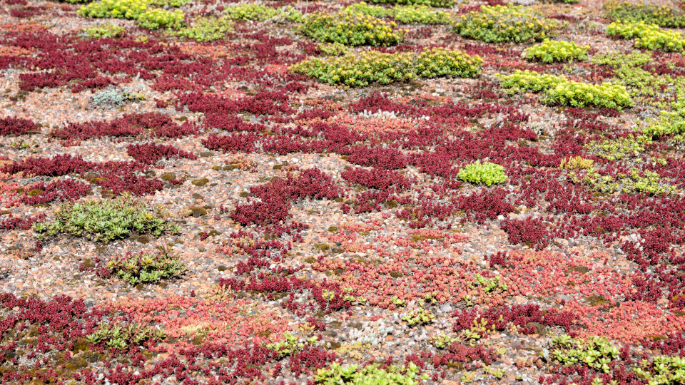 Простой способ сделать сад красивым: почвопокровные многолетники