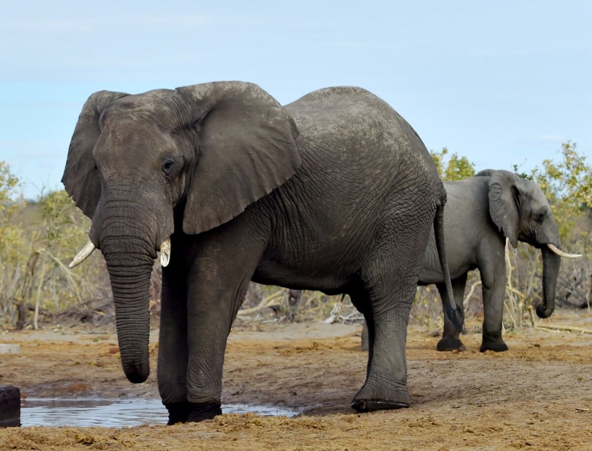     / Источник: © Tshekiso Tebalo/Global Look Press