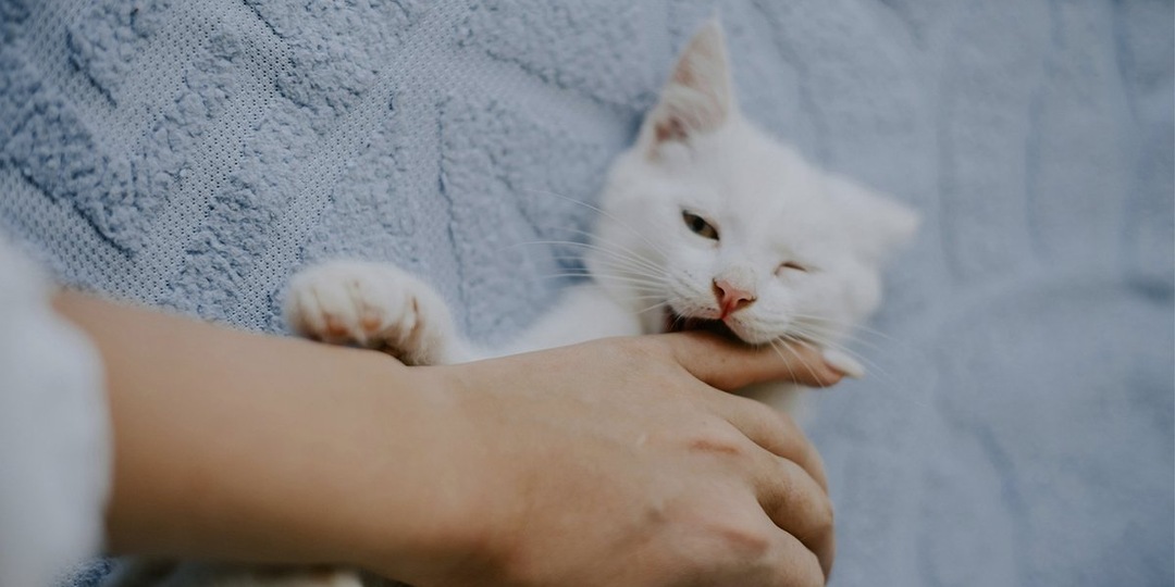 «Не трогай меня!»: почему кошка кусается, когда ее гладишь