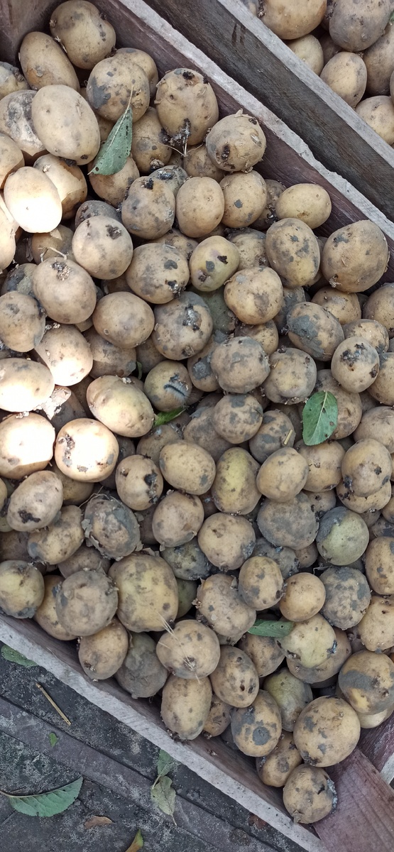 Храните правильно клубни посадочные, иначе моль вон что творит