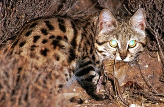 Так что да, официально — это самый успешный охотник среди всех кошачьих, если считать процент результативных атак.
