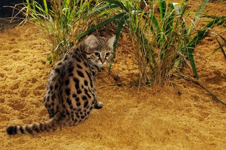 Итак, пристёгивайтесь. Будет интересно, а местами даже страшно.
