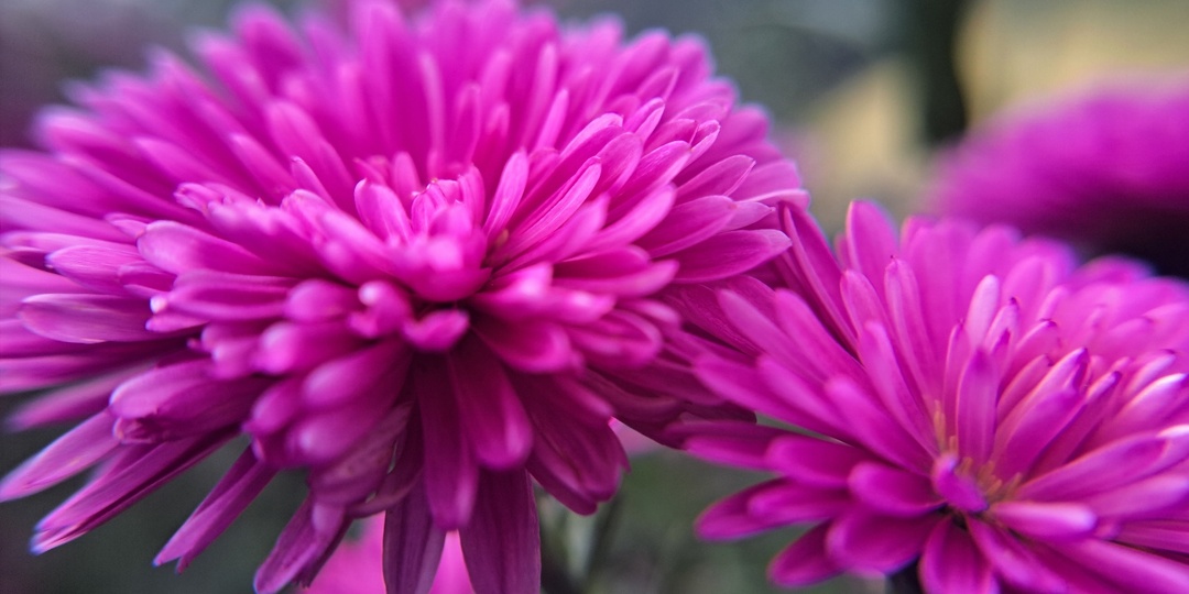 10 растений, которые можно посадить в августе в огороде и саду