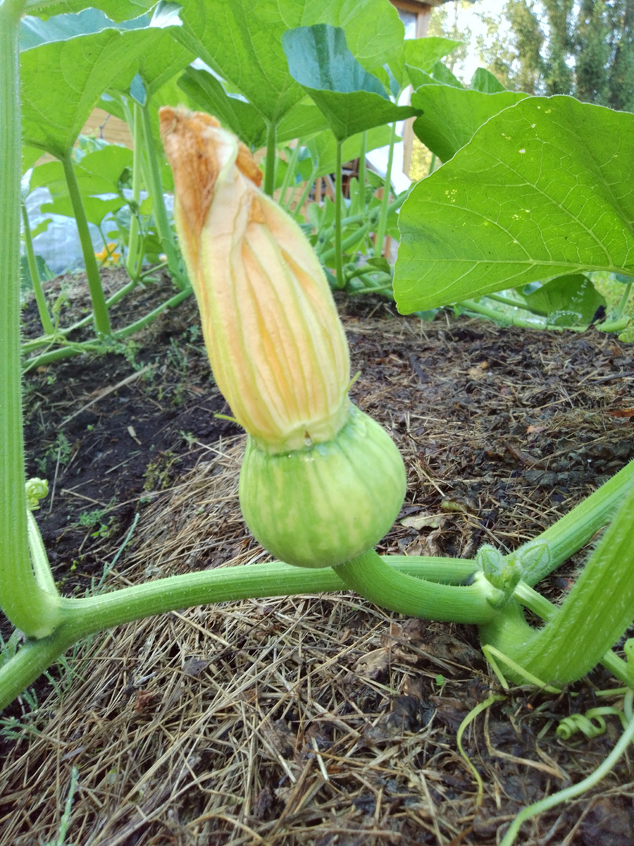 Фото автора. Скоро будет тыква