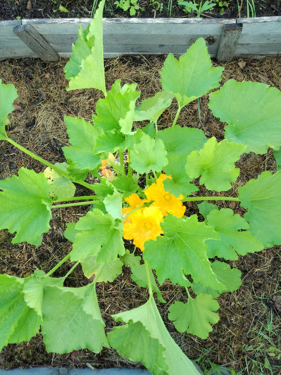 Фото автора. Зацвели кабачки