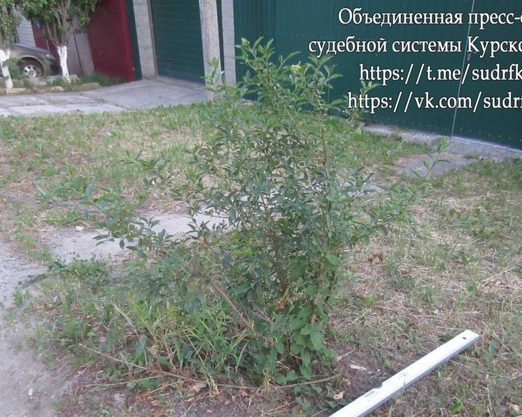     Курянина на год лишили прав за наезд на деревья