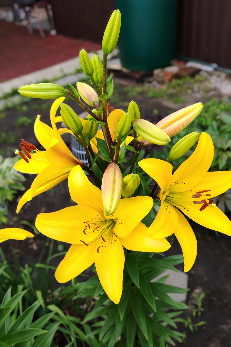 предположительно Мона