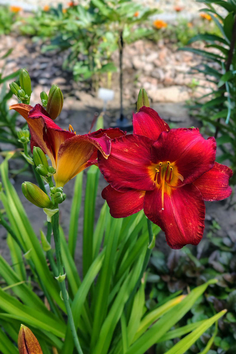 Чикаго Апачи