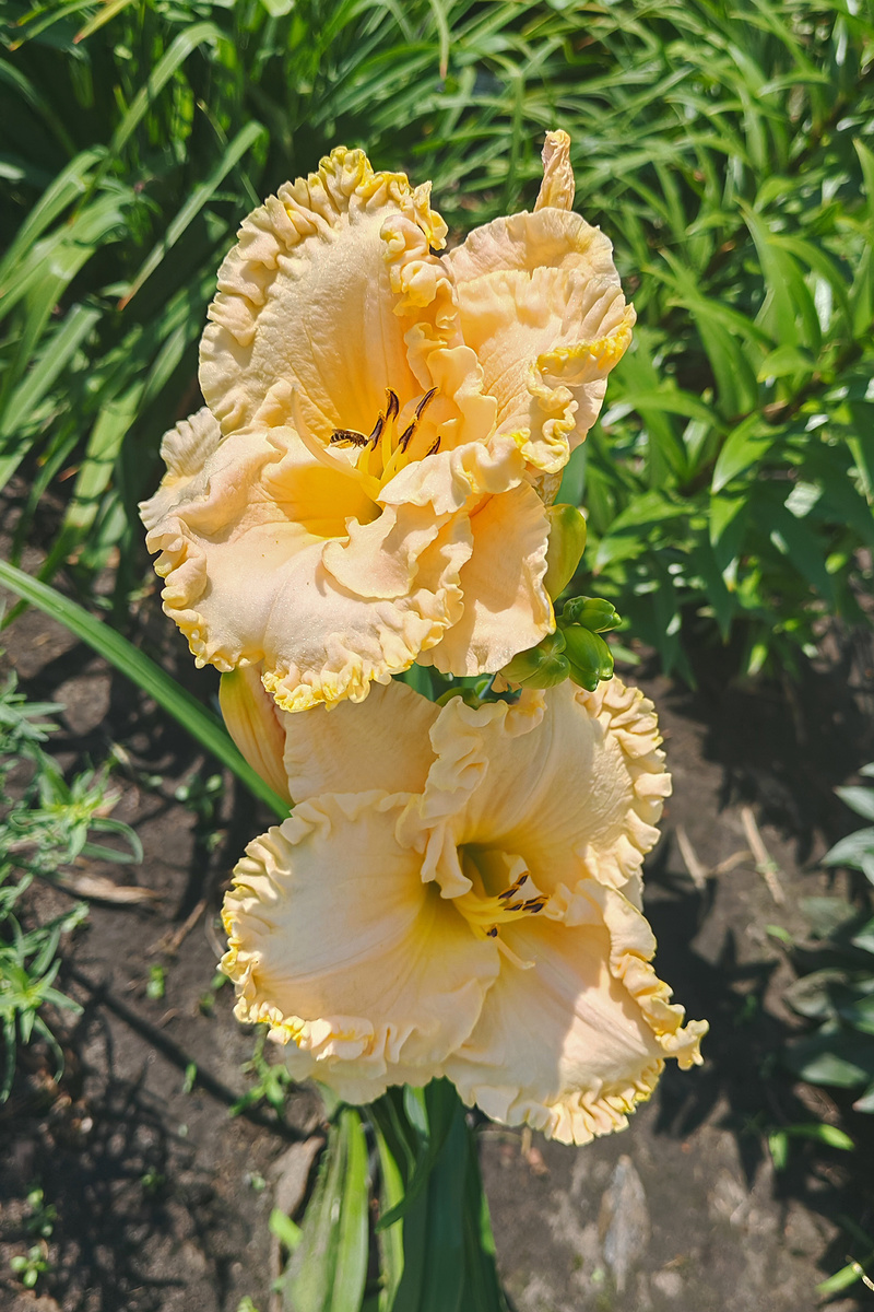 Виктория Лейс