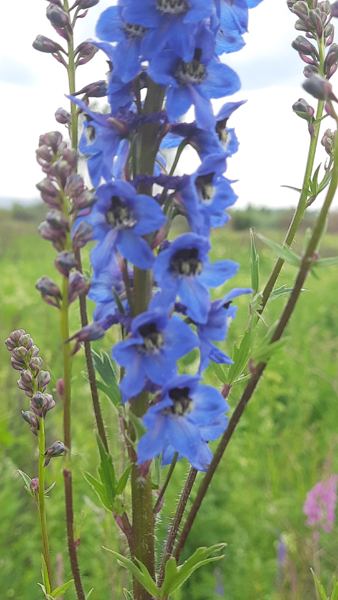 Дельфиниум